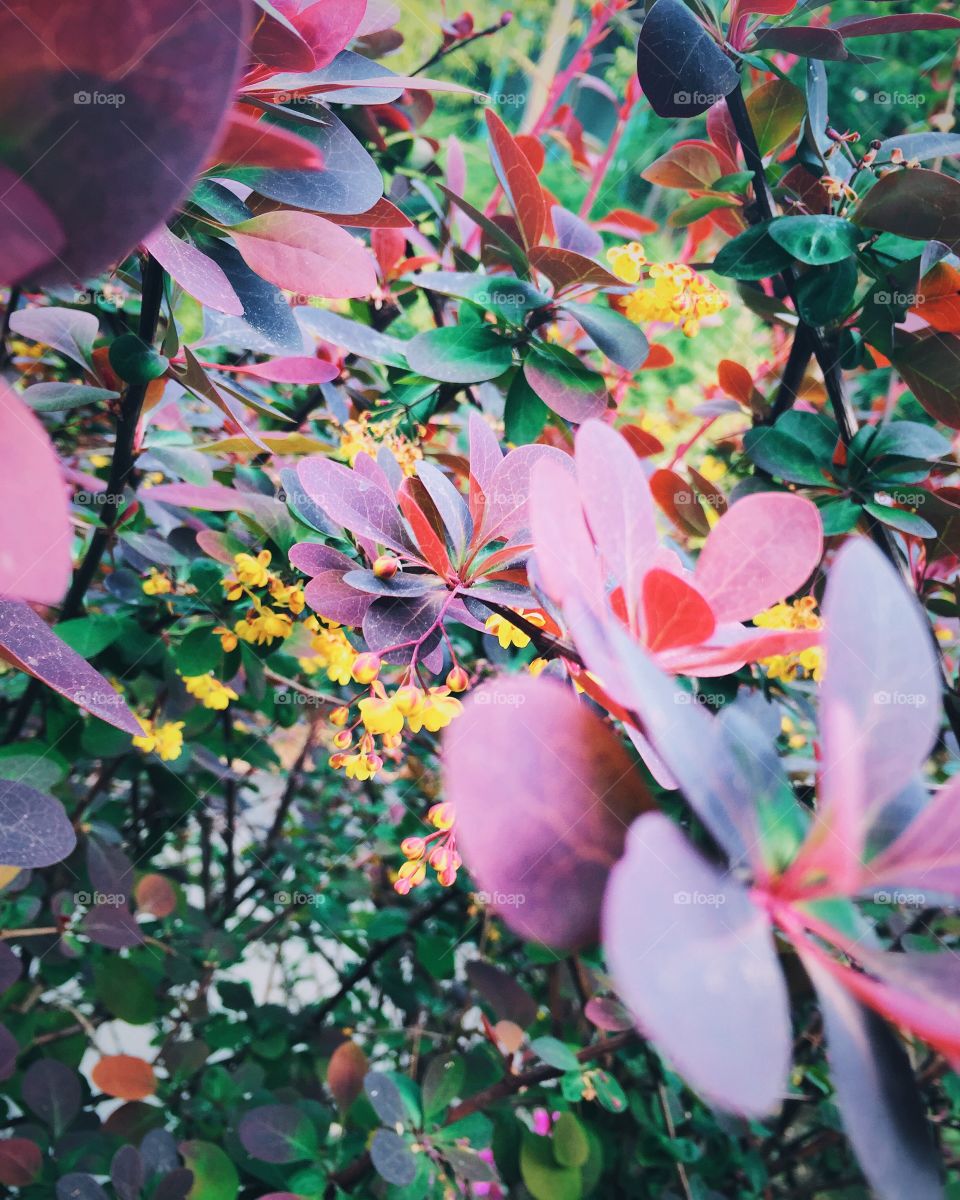 Leaf, Nature, Flower, No Person, Color