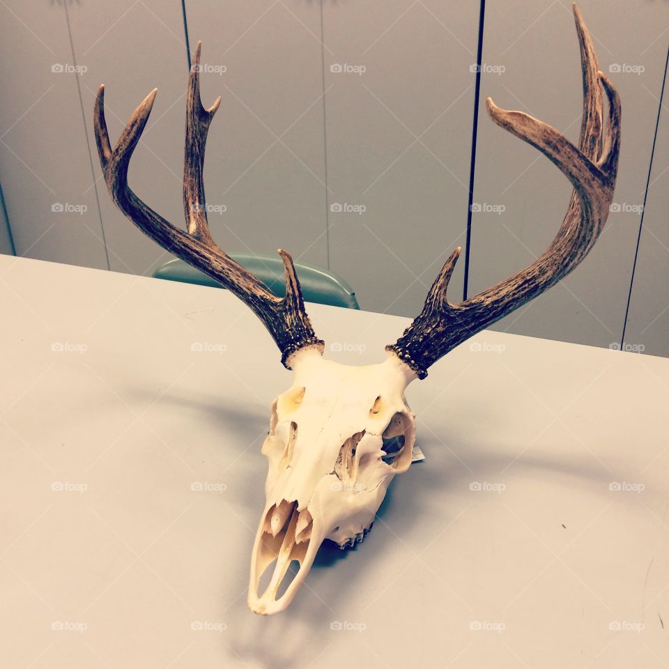 Mule deer skull