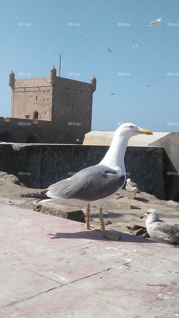 flock of seagulls are waiting fish.