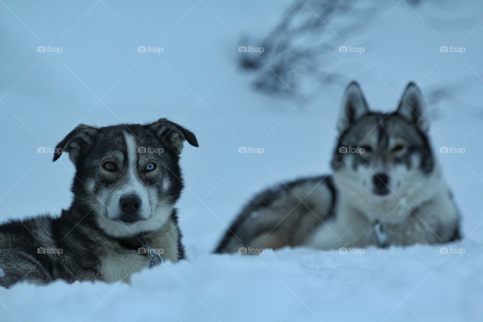 Huskies sitting in the snow