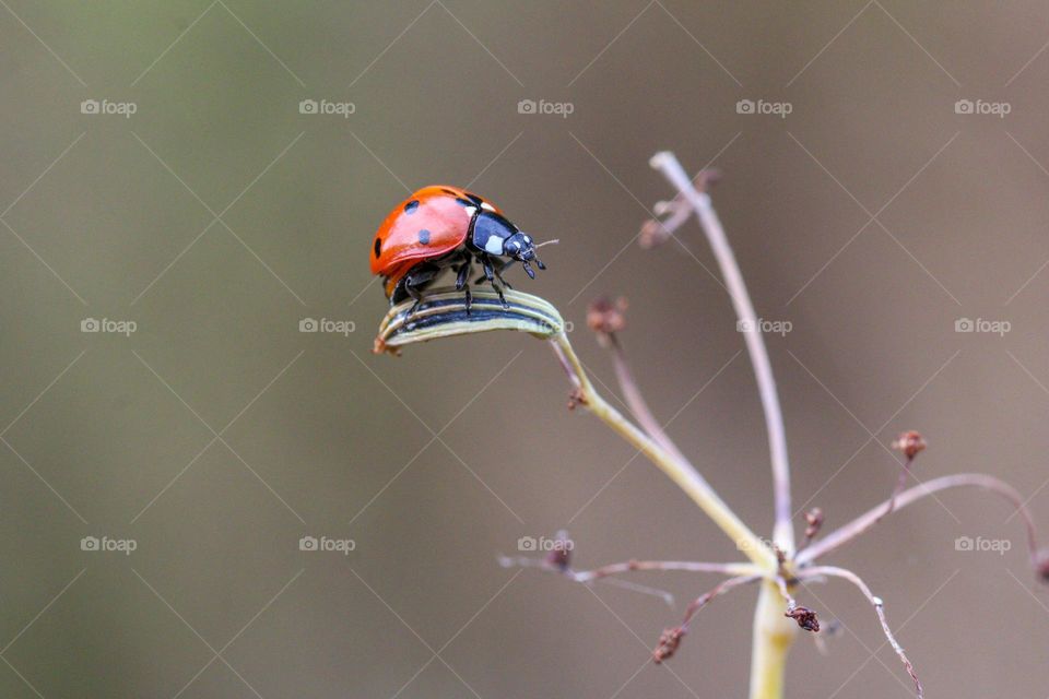 Ladybug on grass, macro photography