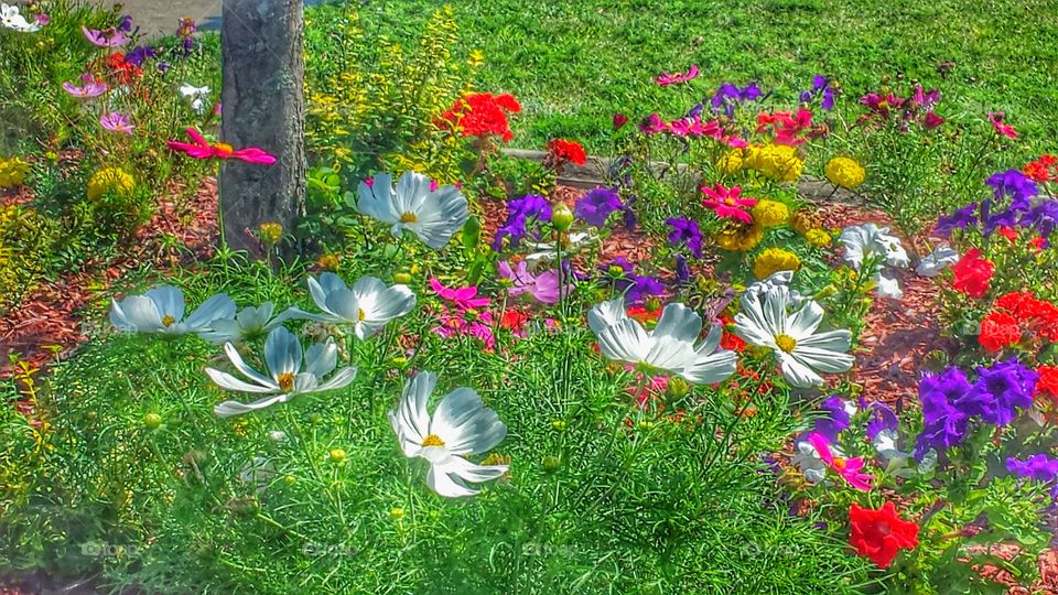 Summer Blooms. Bright Flower Patch