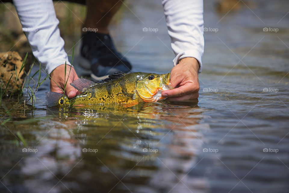 Exotic Peacock Bass Fish Released