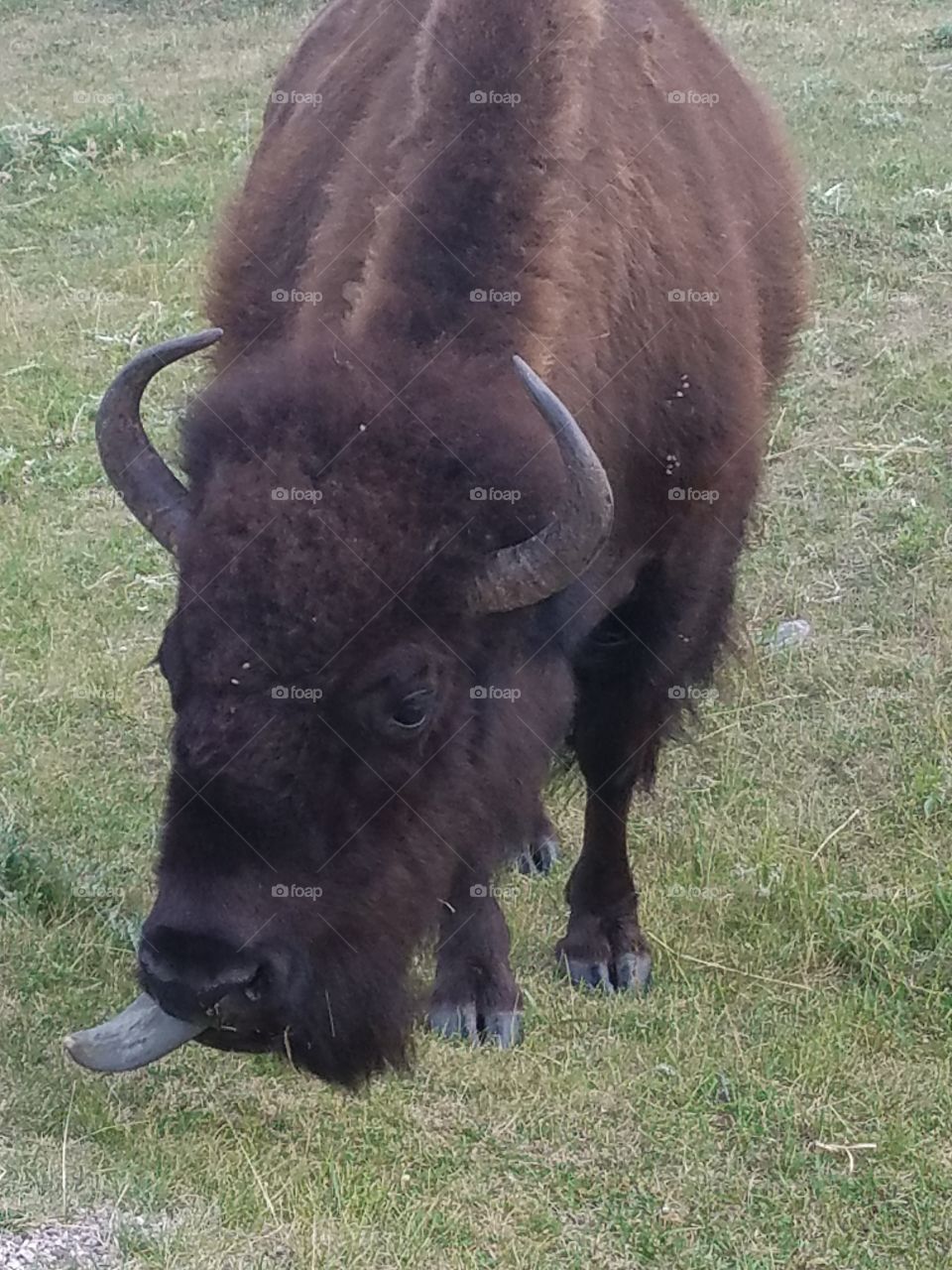 Buffalo