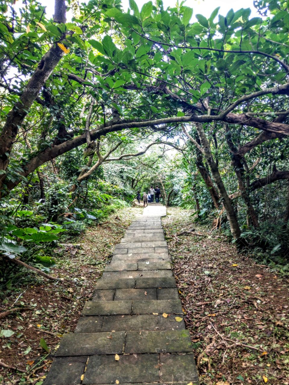 The mountain trail of the Turtle Island,
that has 1700 steps, made of stones, watch good views of mountain, sea and many plants, also as a ecotourism.