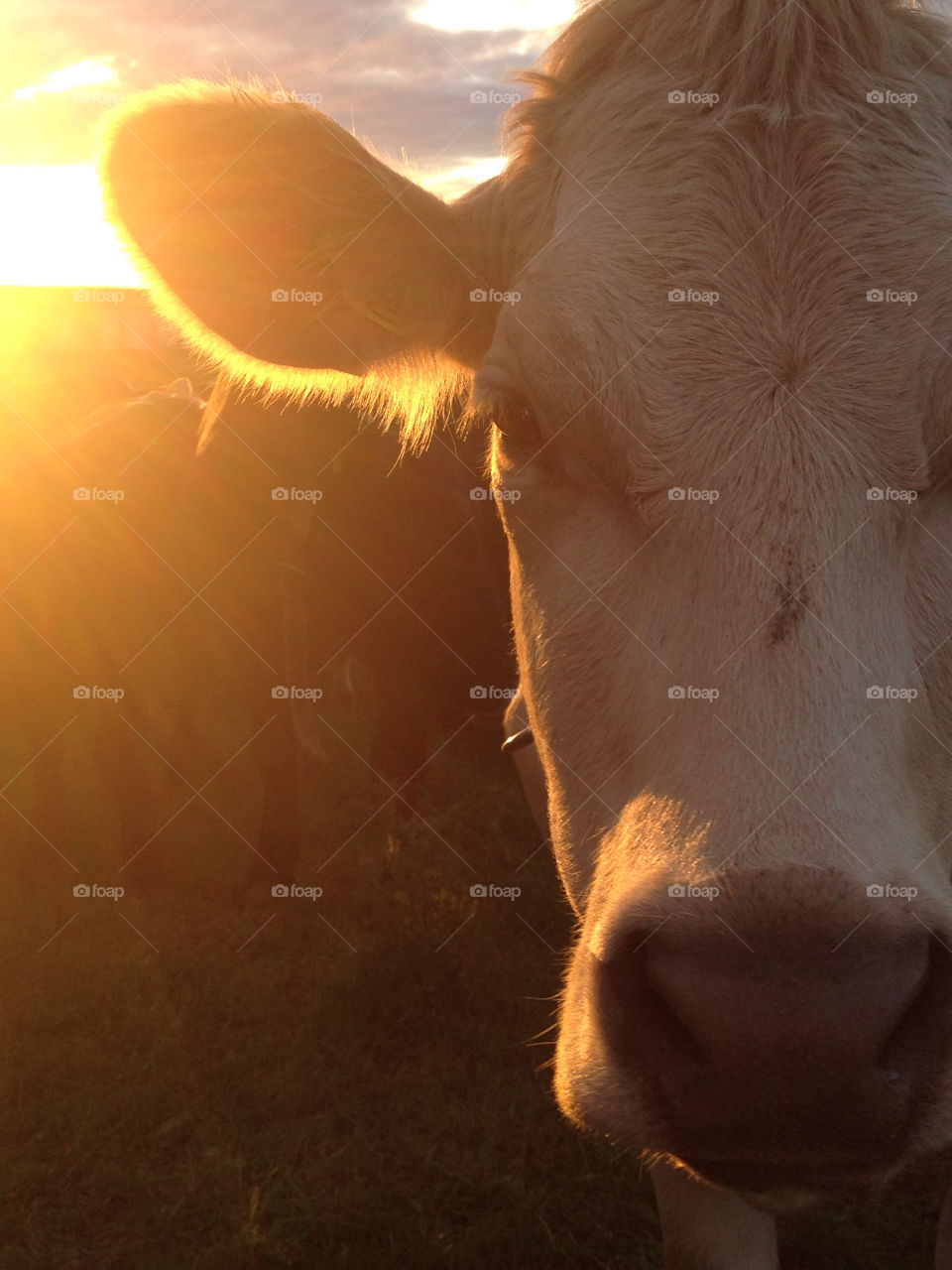 sun cow by gotbo2