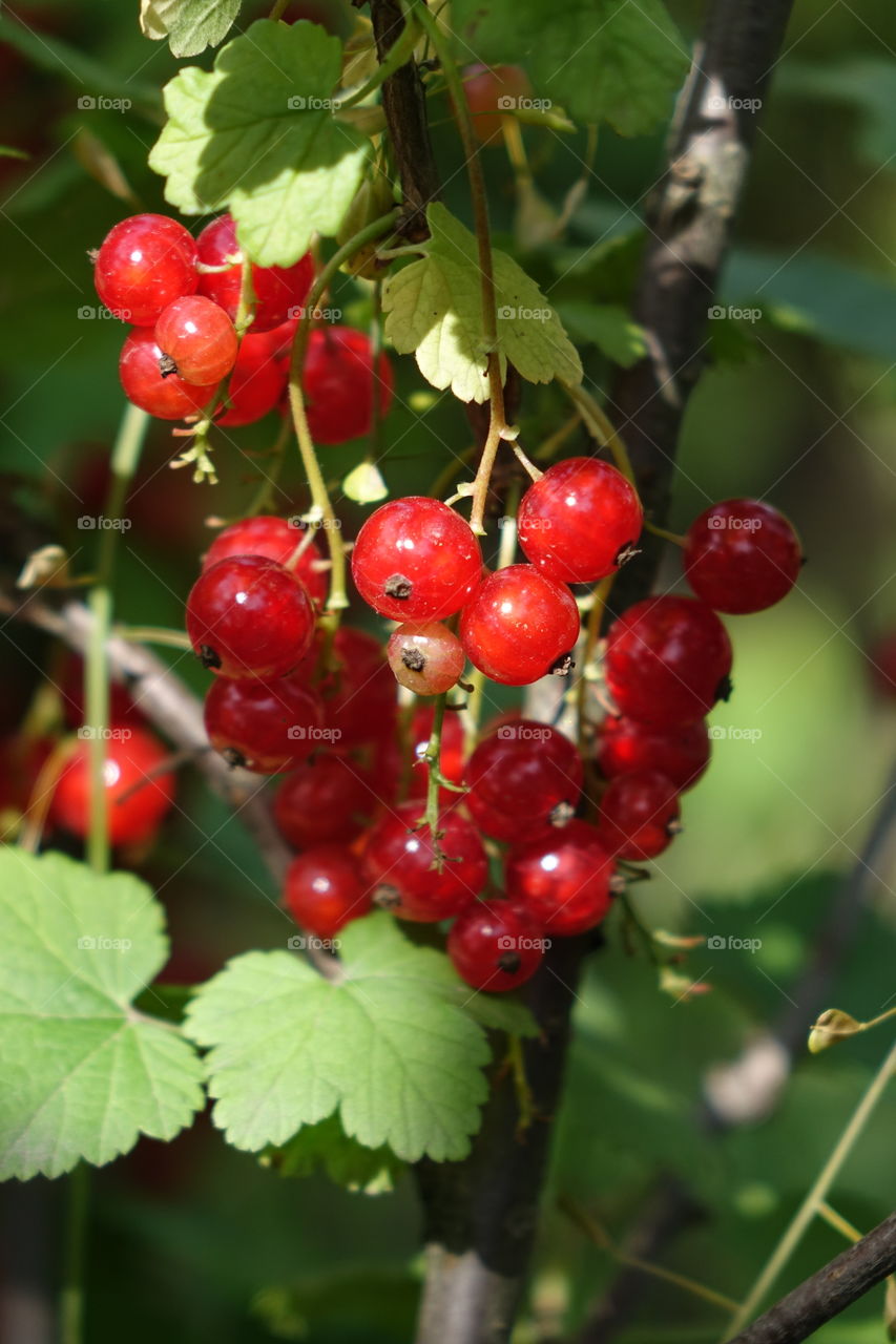 red currant
