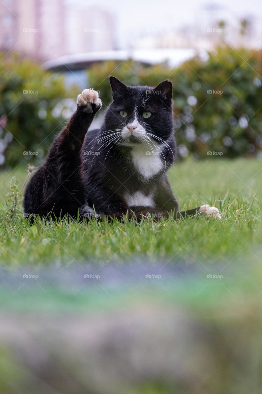 Cat making warm-up movements on the grass