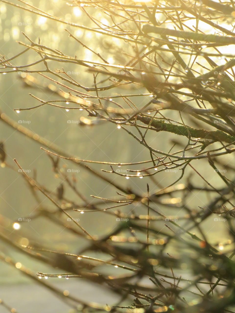 Der Tau glänzt im Sonnenaufgang