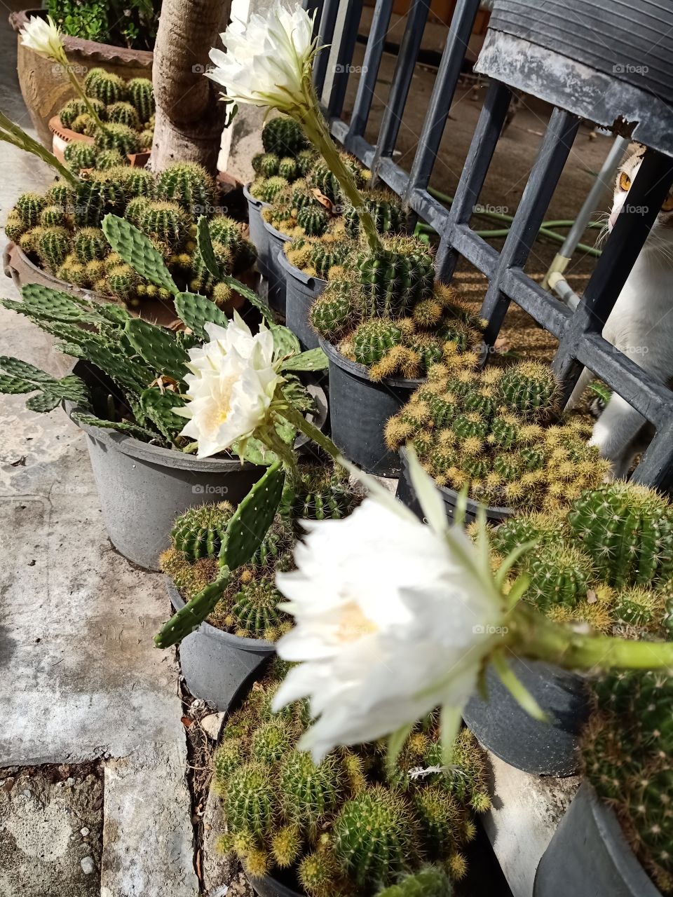 Beautiful Cactus Flower