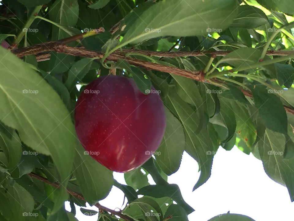 Summer fruit, plum