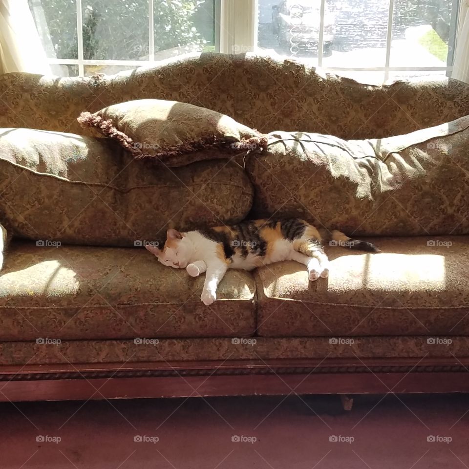 Cat on a Cool, Lazy Couch