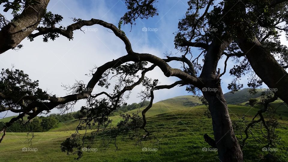 Oak tree on a hill