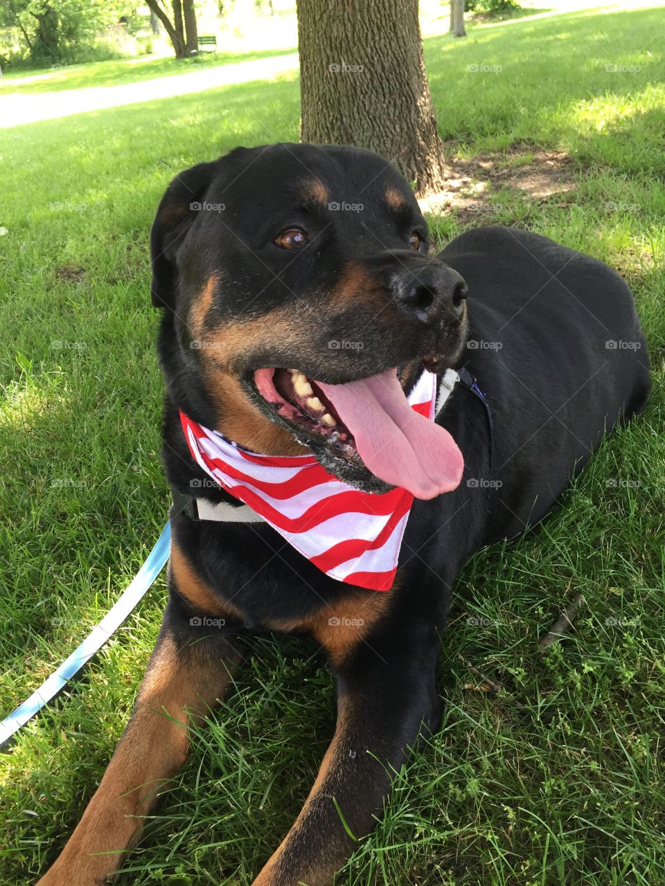 My Rottweiler relaxing with me in the park 