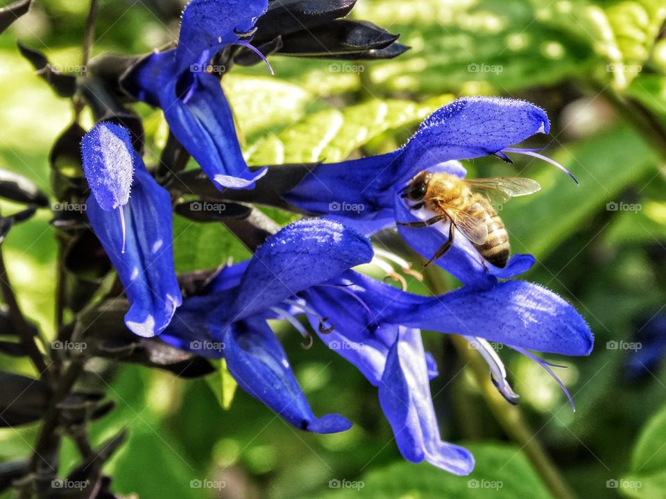 Bee Pollinator