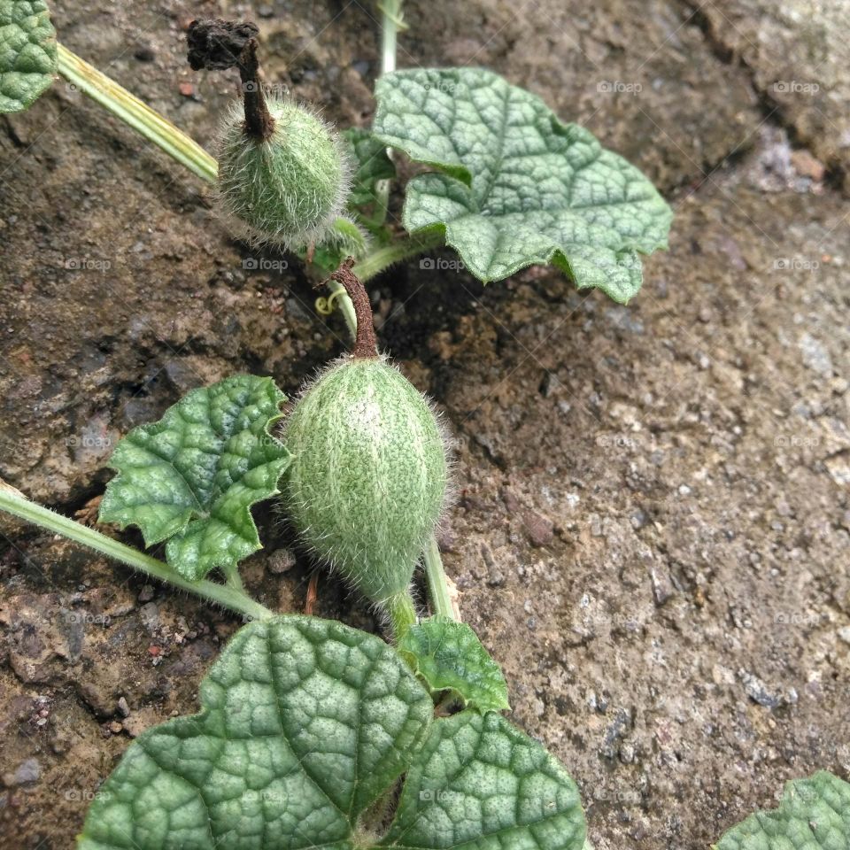 Green fruits on the ground