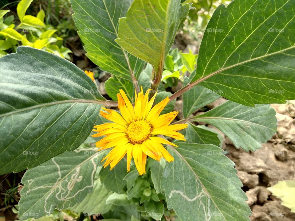 yellow beautiful flower