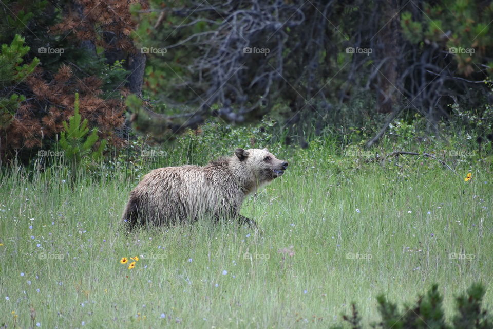Something is funny for this Canadian Rockies Grizzly Bear, maybe it’s that beautiful wildflowers are his appetizer or maybe he’s just happy to be roaming the beautiful scenery of the mountain town, Jasper, Alberta. 