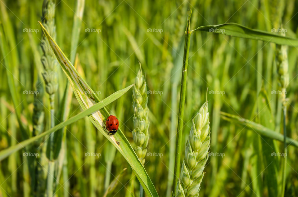 Ladybug on plant