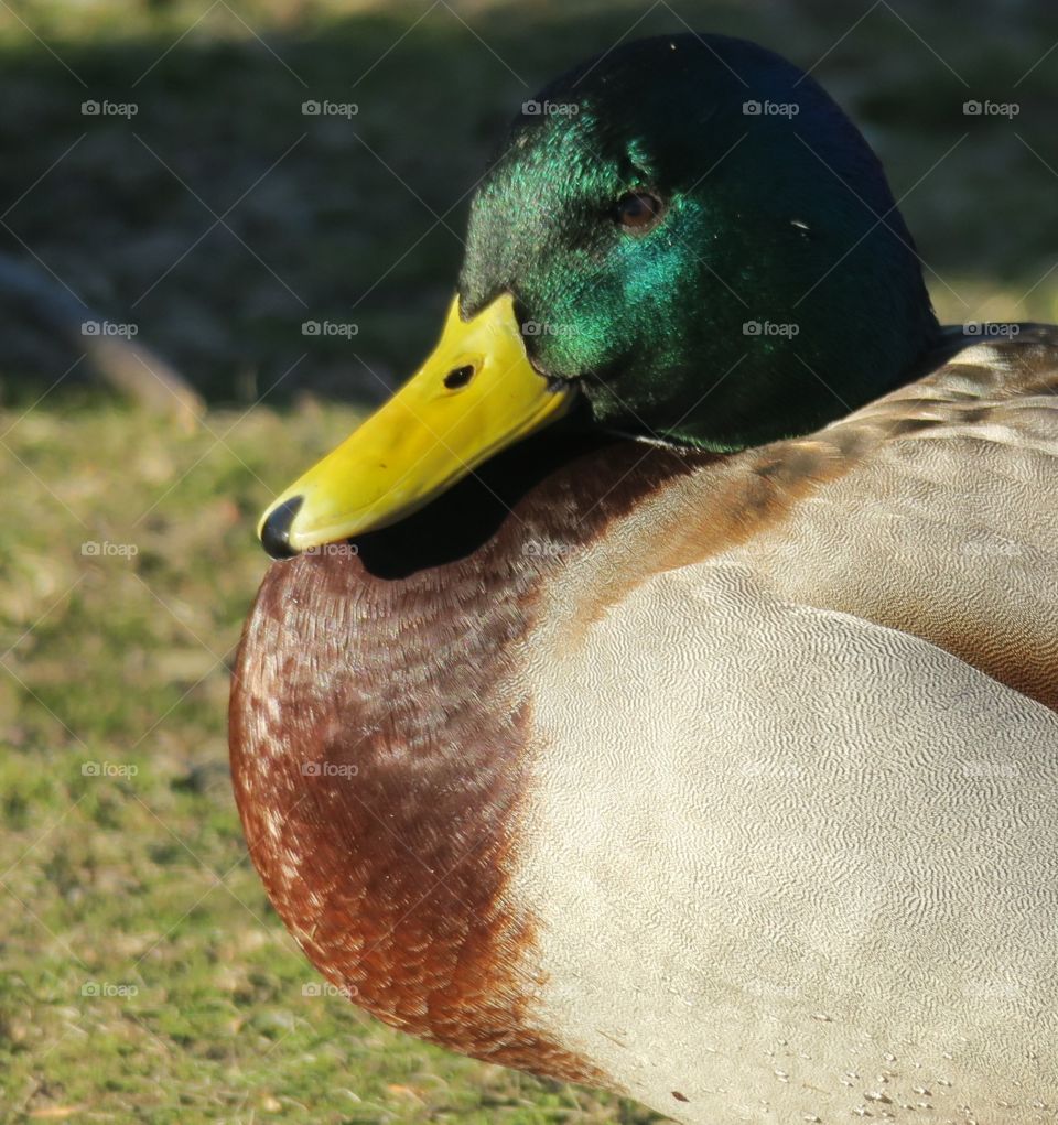 Duck in the sun