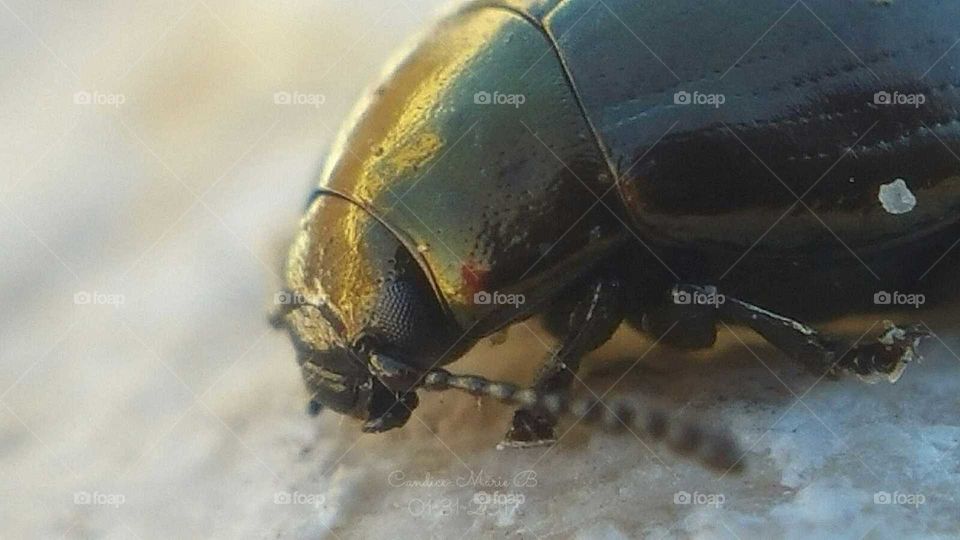 Beetle Face