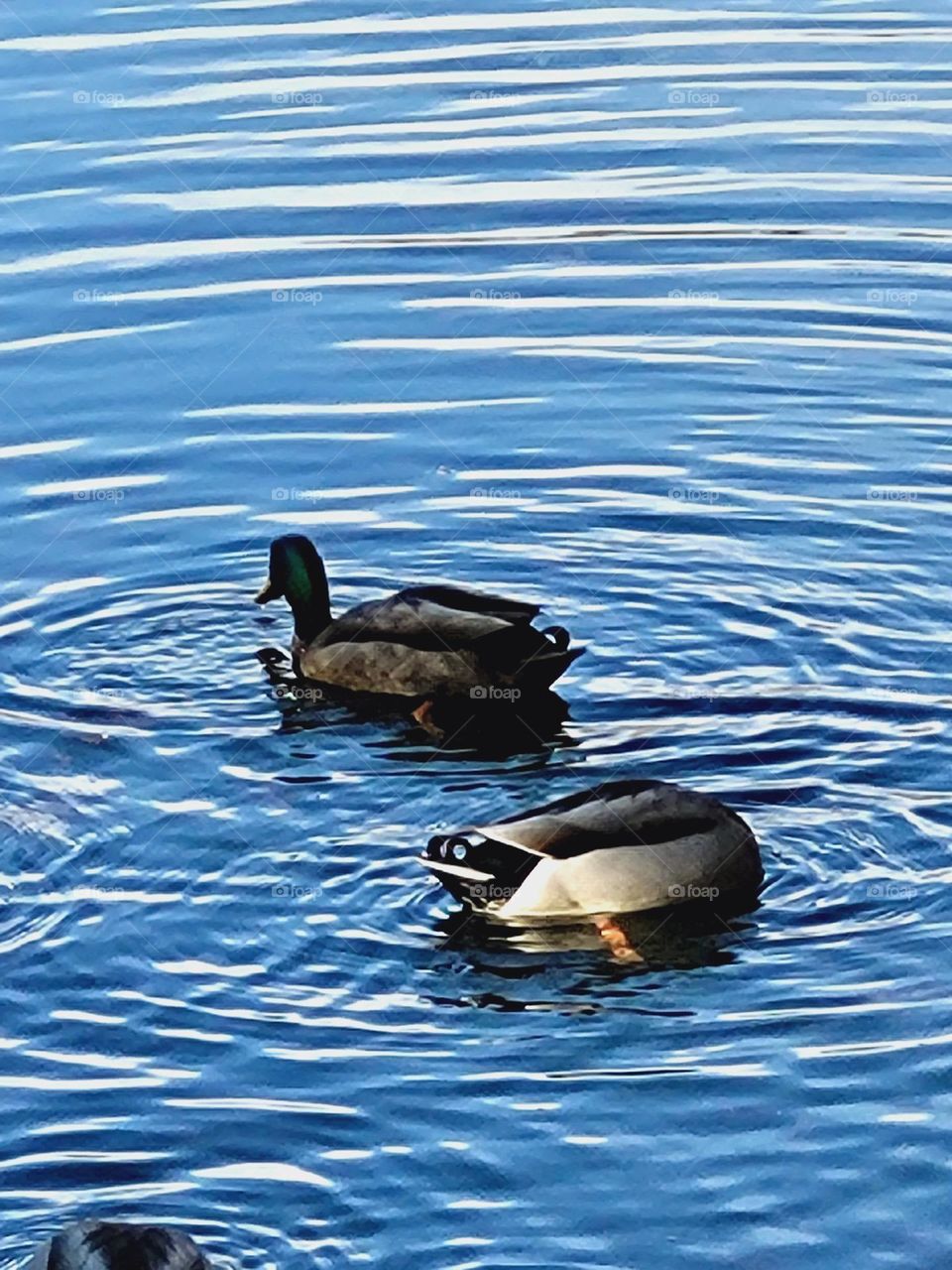 ducks swimming