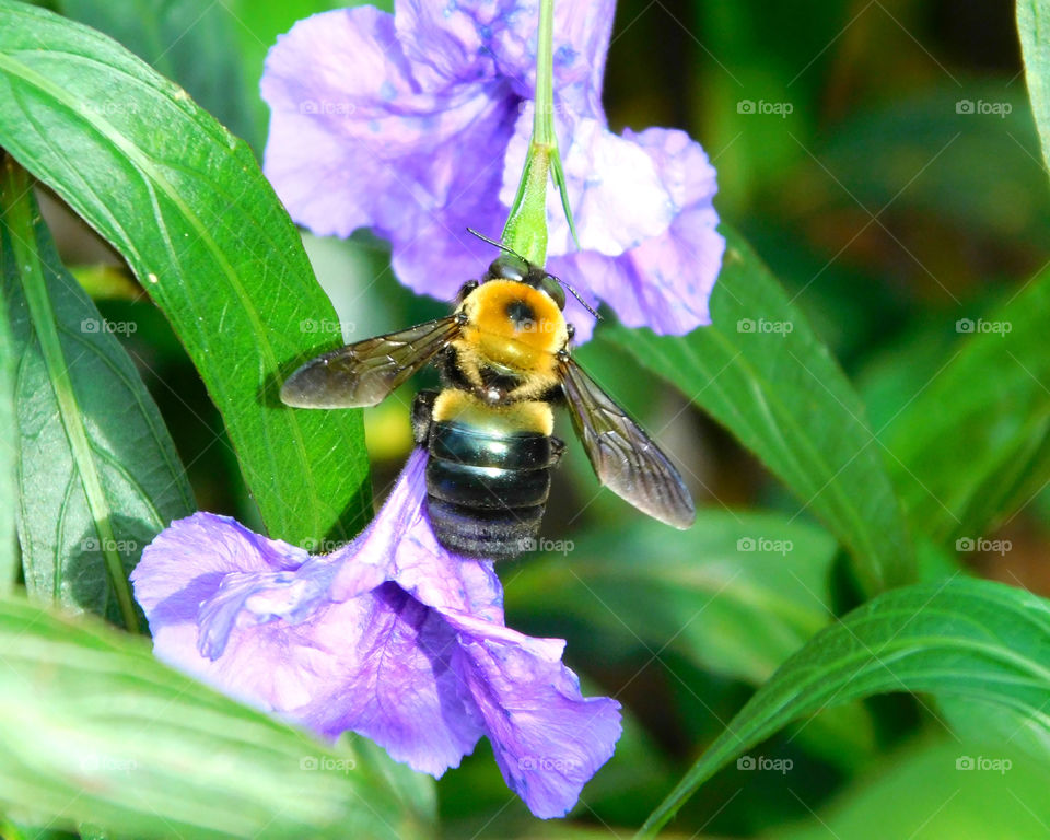 Extreme close-up of bee and the flower