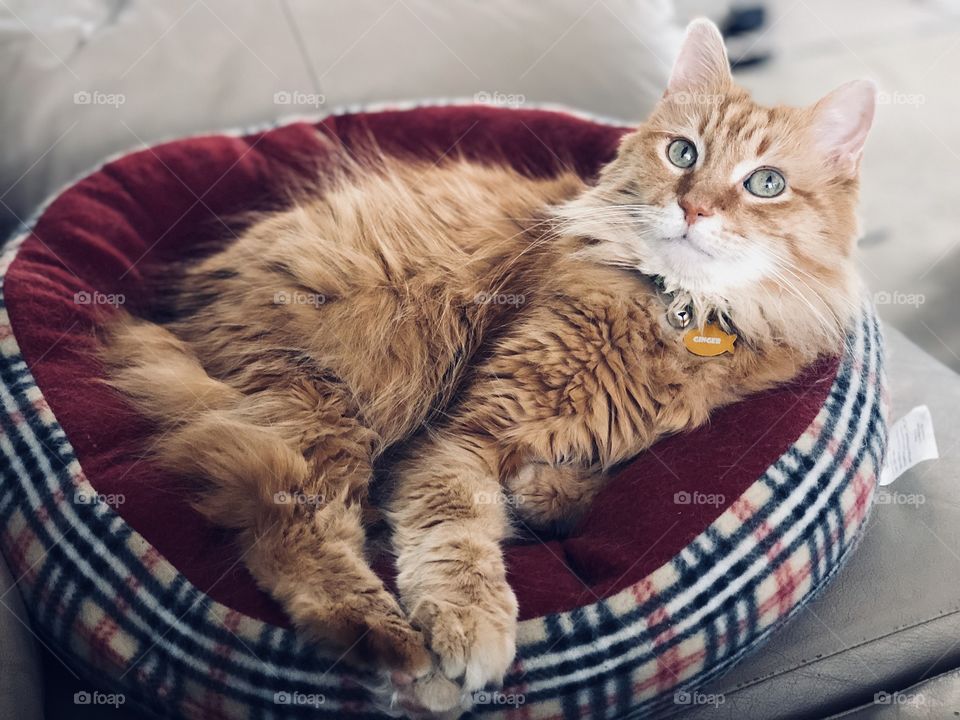 Ginger getting ready for the holidays 