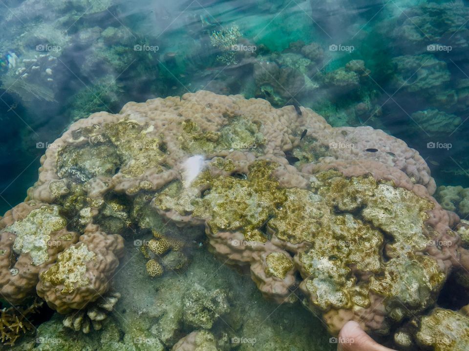 Looking down on a coral reef in the ocean from a boat