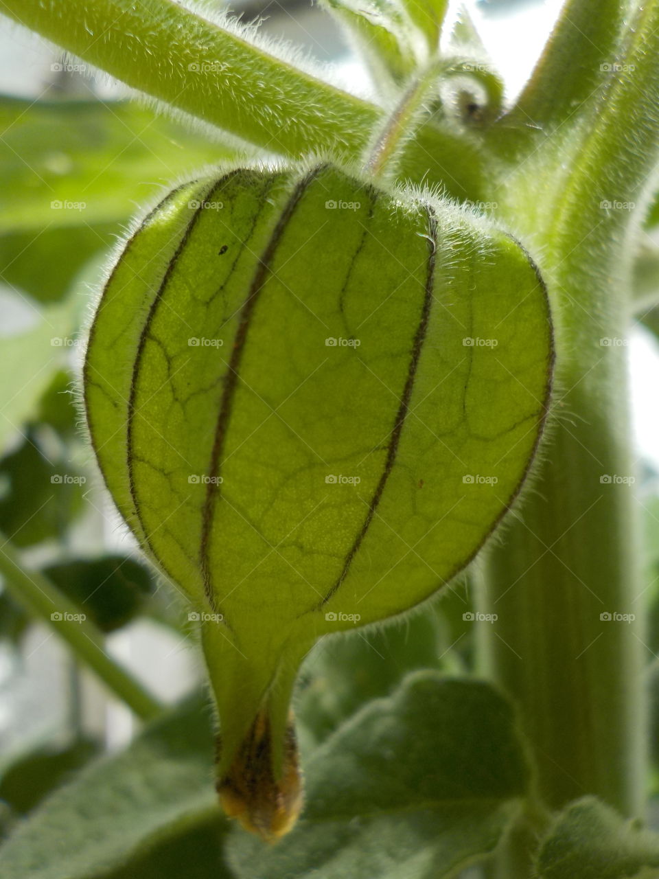 Tasty treat growing inside 💚😋