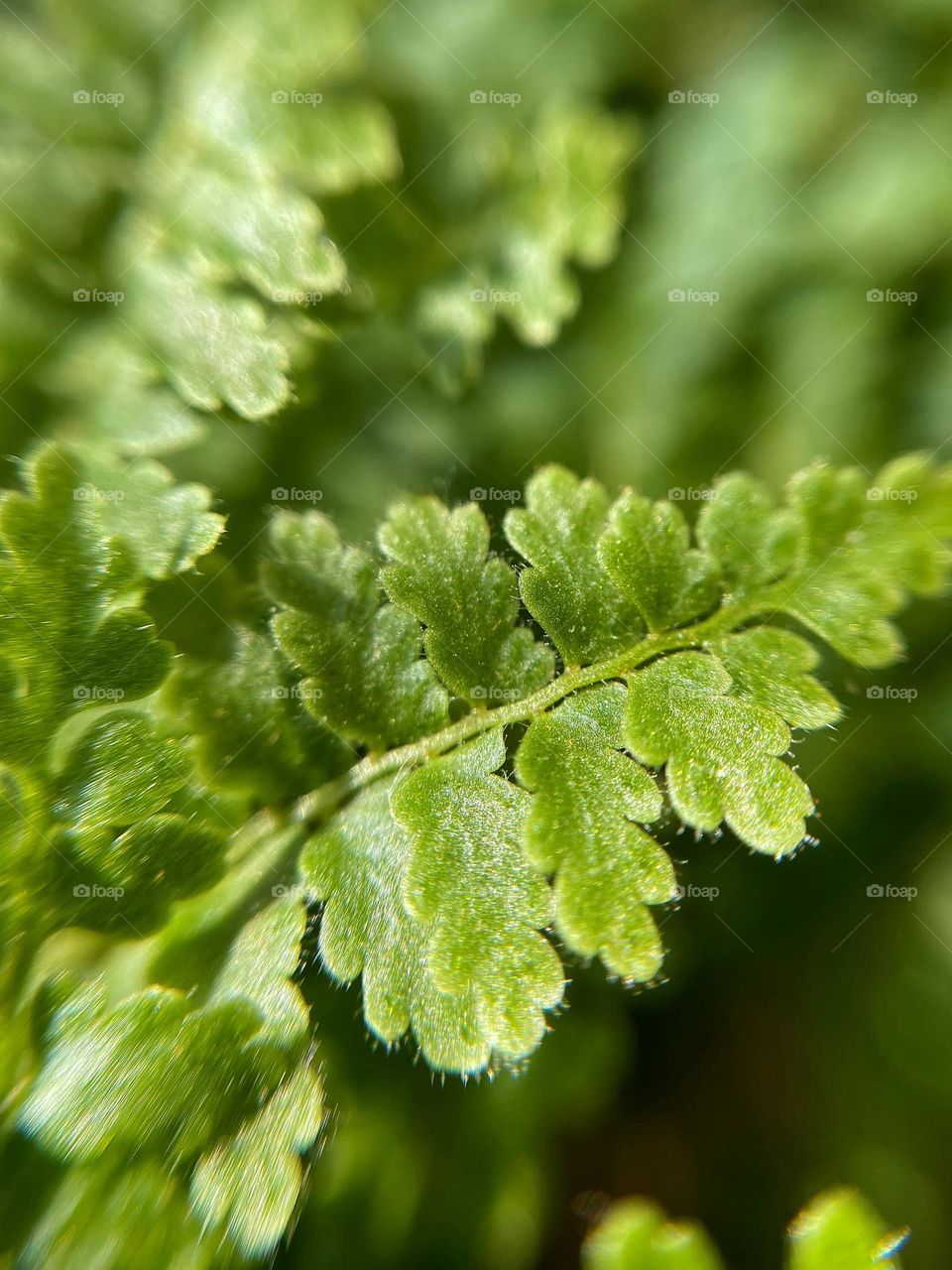macro photo of a bracken fern 