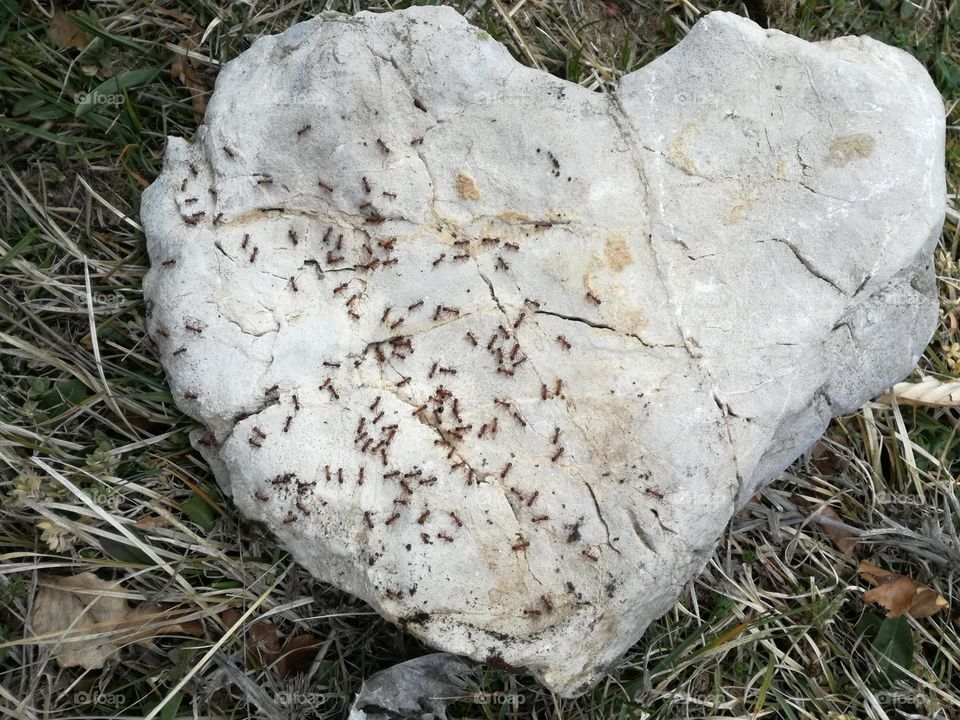 Ants on a stone