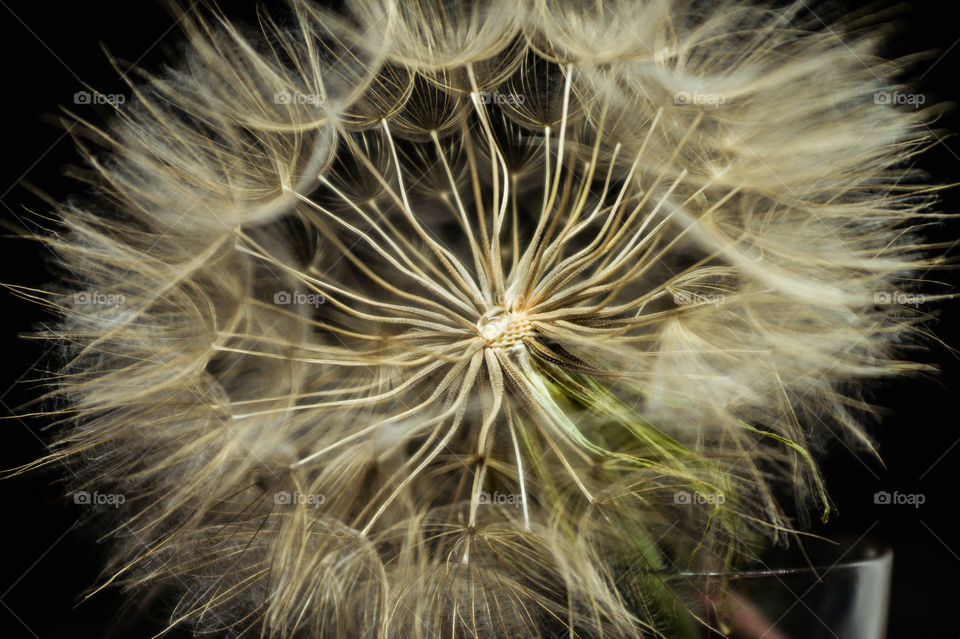 Dewdrops on a dandelion close-up