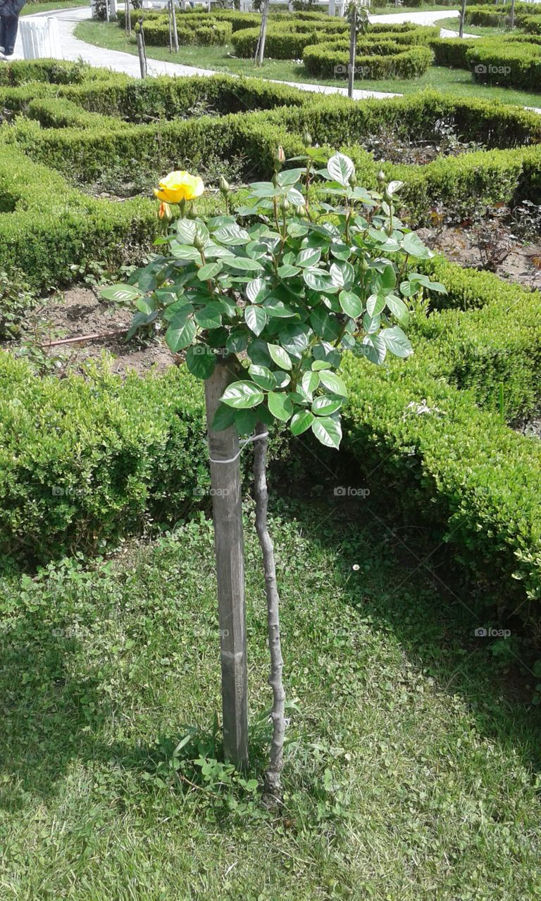 Yellow rose shrub