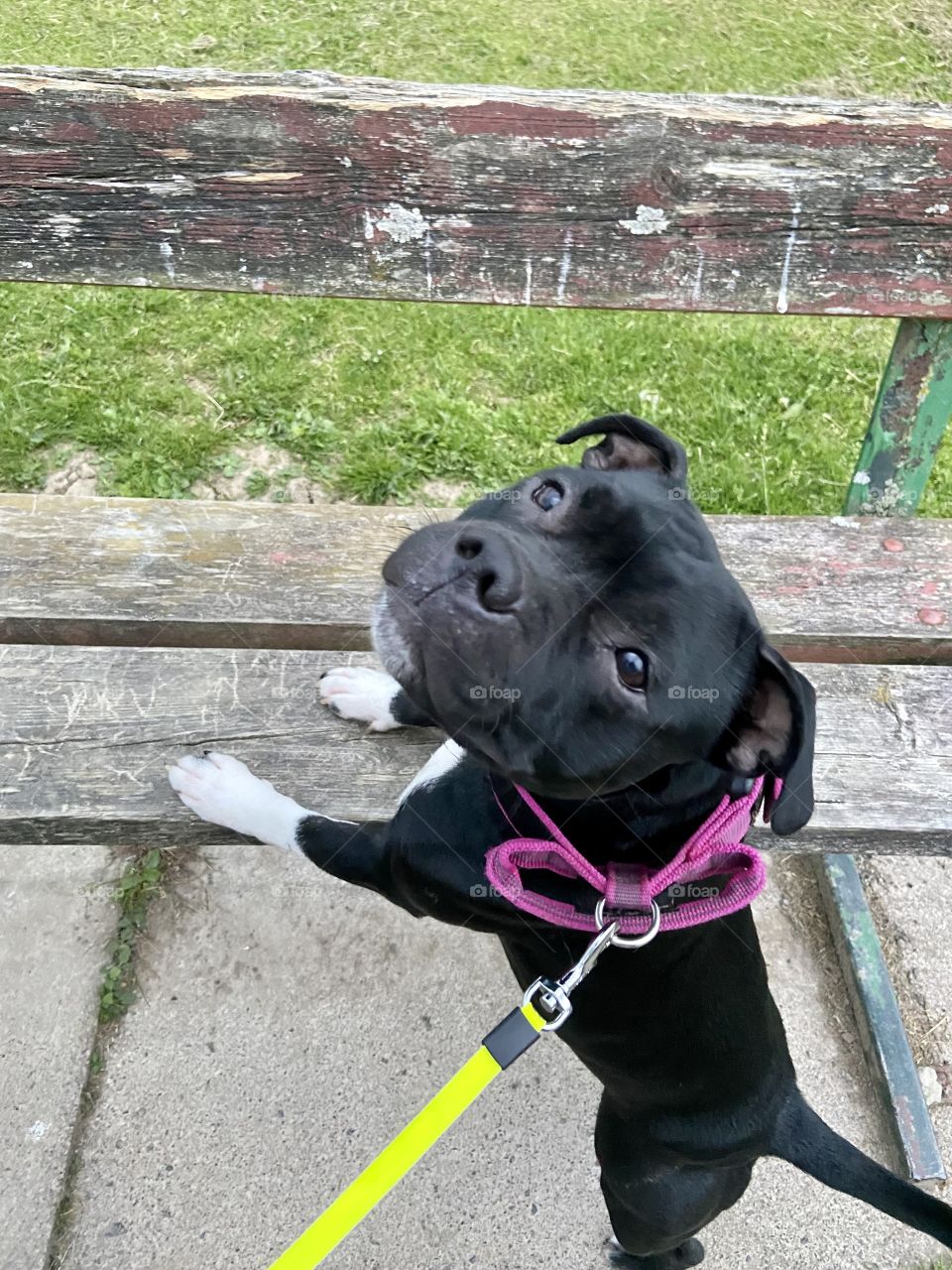 Bella the Staffie 🐶