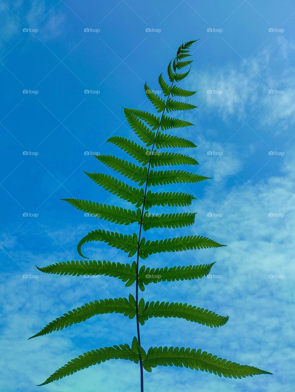 a small plant leaf open sky