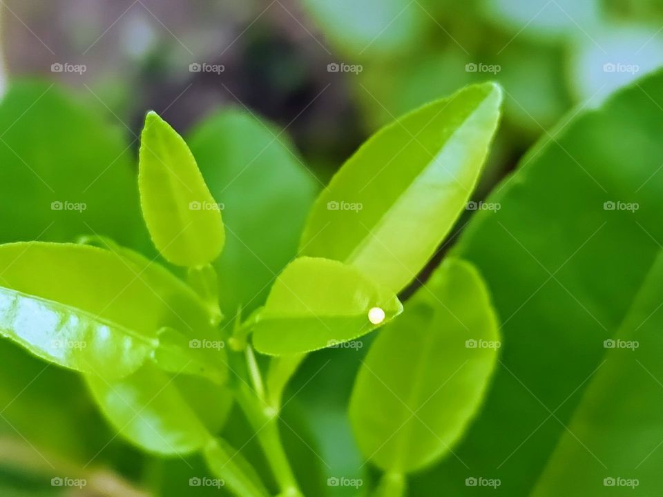 The egg of Common Lime Butterfly (Papilio Demoleus) attached on the lime leaf.