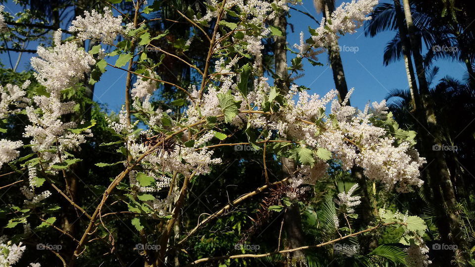 ใบ, ใบ, บุช, พืช, สวน, กล้วยไม้, กระจกดอกไม้
Bı, bı, buch, phụ̄ch, s̄wn, kl̂wymị̂, krack dxkmị̂
BLÄTTER, BLÄTTER, BUCHSE, PFLANZEN, GARTEN, ORCHARD, SPIEGELBLUME.
يترك ، يترك ، بوش ، النباتات ، الحديقة ، البستان ، زهرة المرآة.