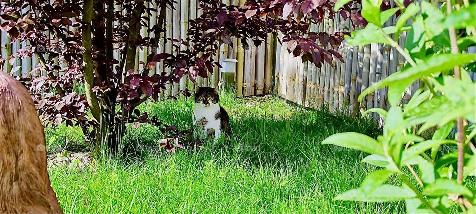 “Roukey”, the tomcat is curiously looking at us from beneath a tree in the beautiful garden in “Lower Bavaria”, Germany. 2024. Hypnotic Productions