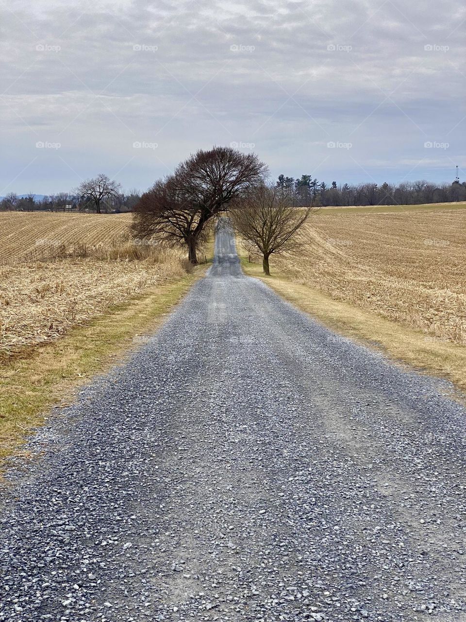 A gravel road through a cornfield leading to Best Farm at the Monocacy National Battlefield