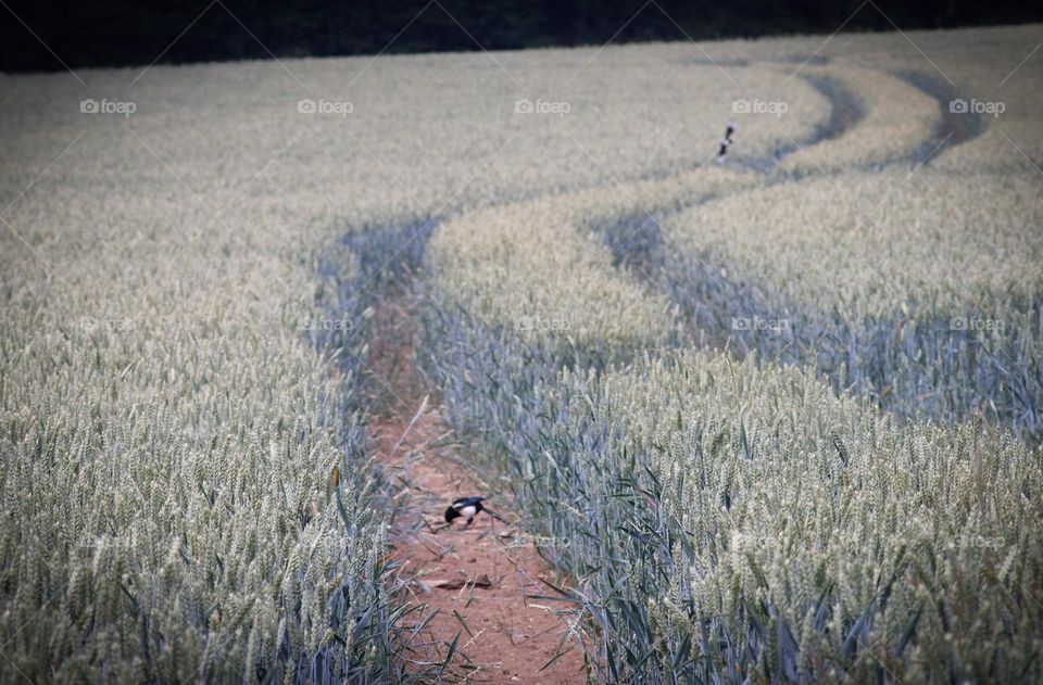Purple, blue & green cornfield with Tractor tracks leading away into the distance. Nature photograph  