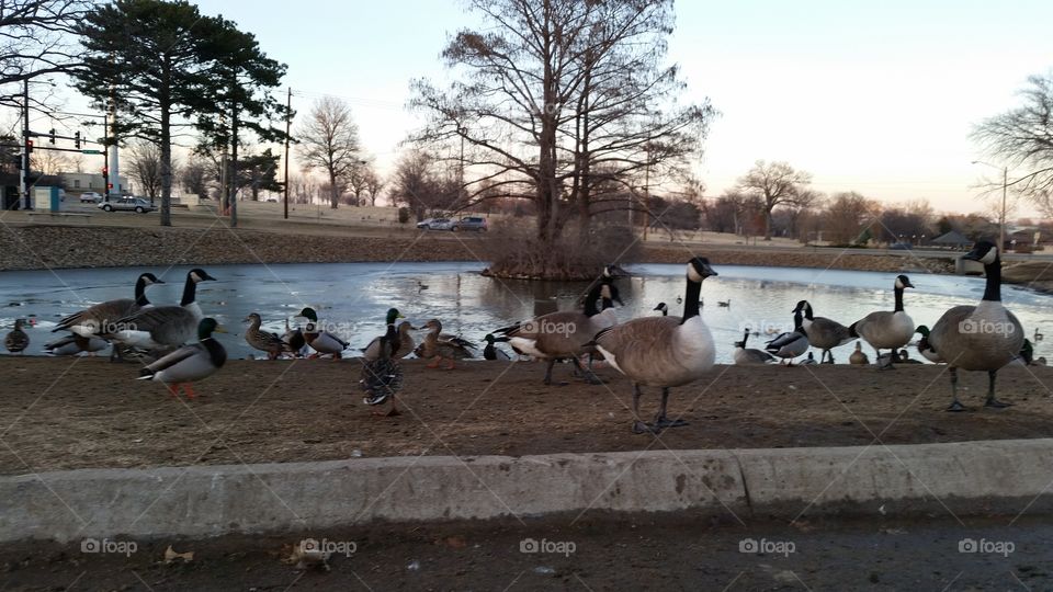 A gaggle of geese