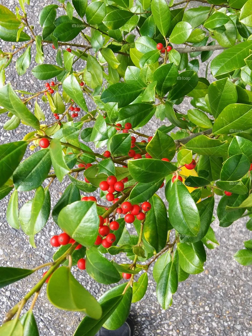 lots of red berries