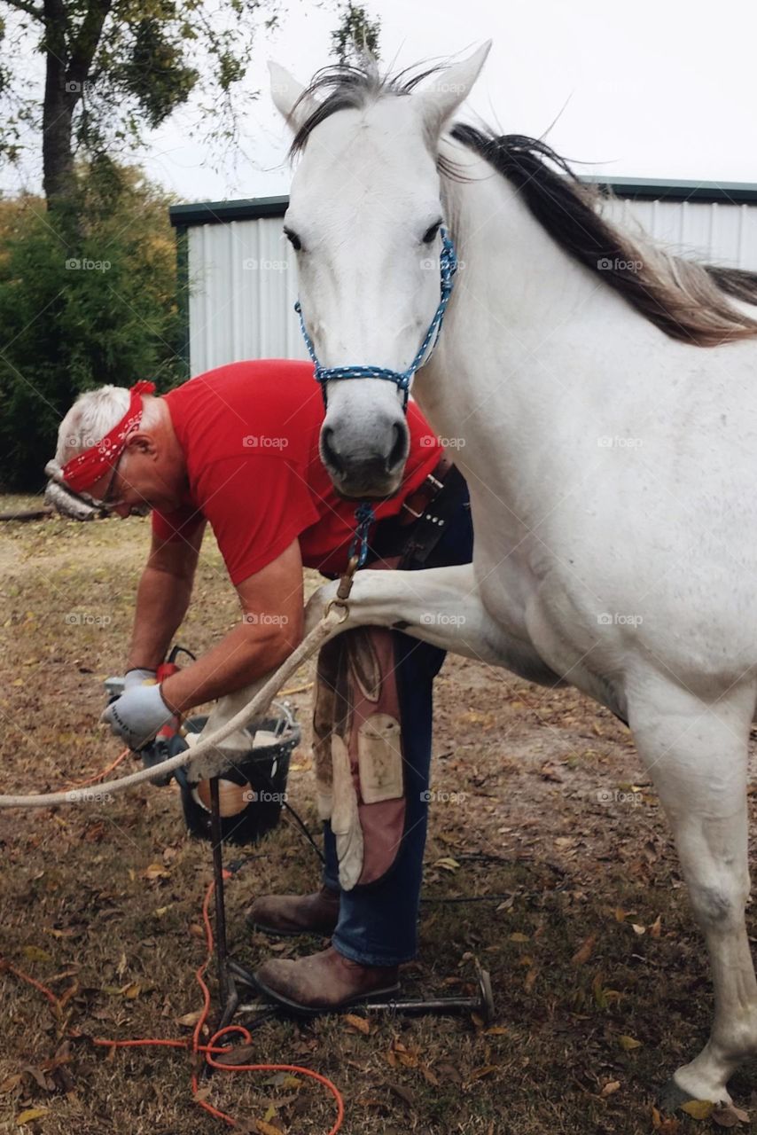 A Texas Manicure 💅😂 My American Quarter Horse 🦄 Heart getting her hooves trimmed by the barn.