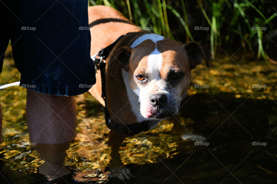 Shadow on Pet from dad shade