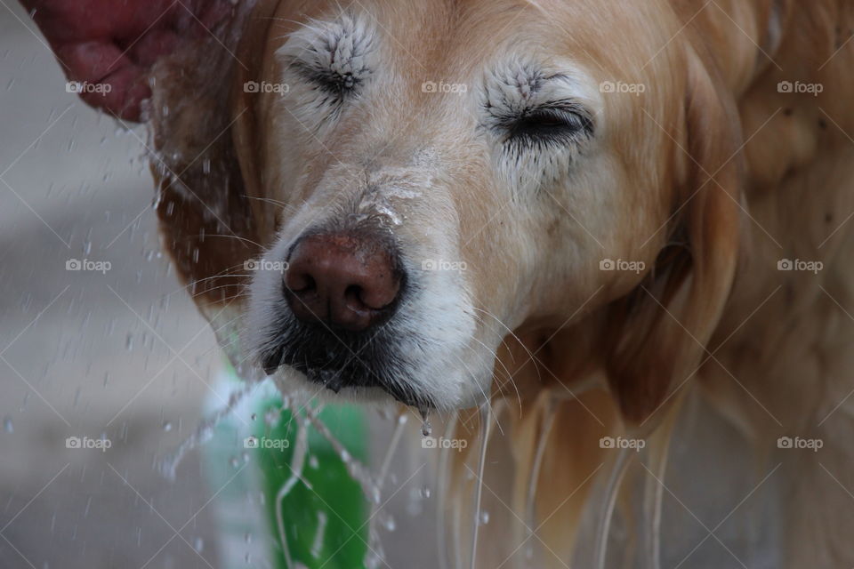 splish, splash,  taking a bath. Kaci our golden retriever getting a cool down on a hot summer day