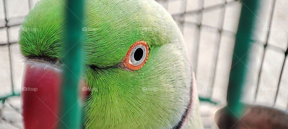 Parrot Green
