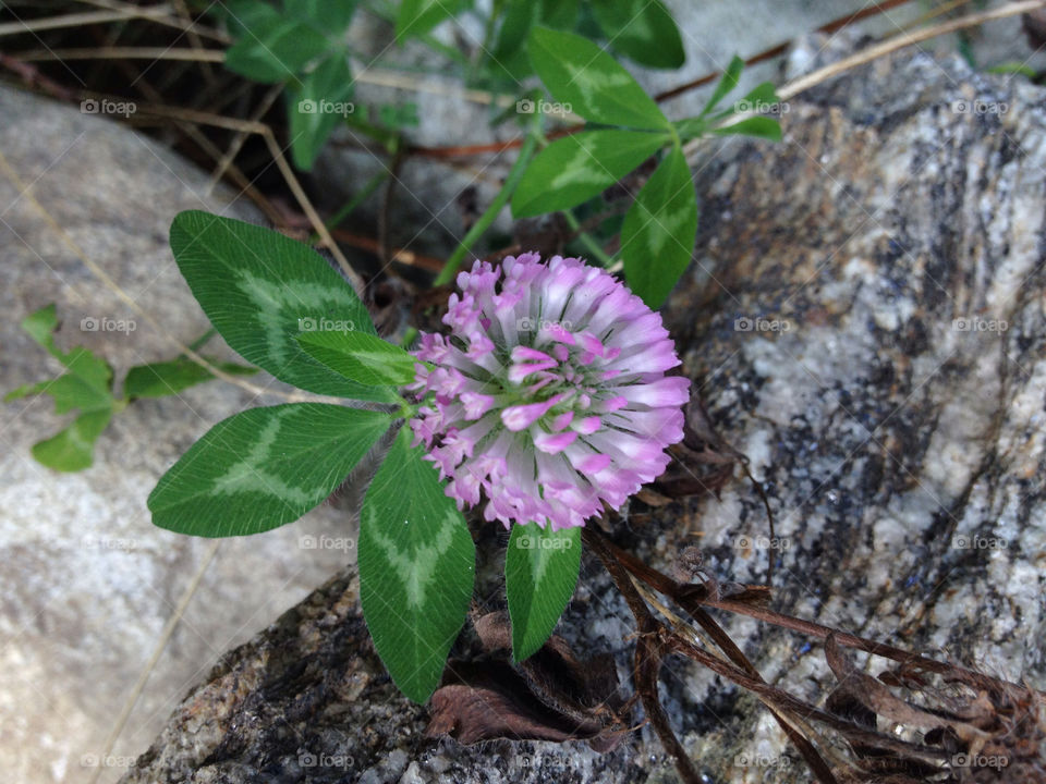 green nature flower macro by jmh