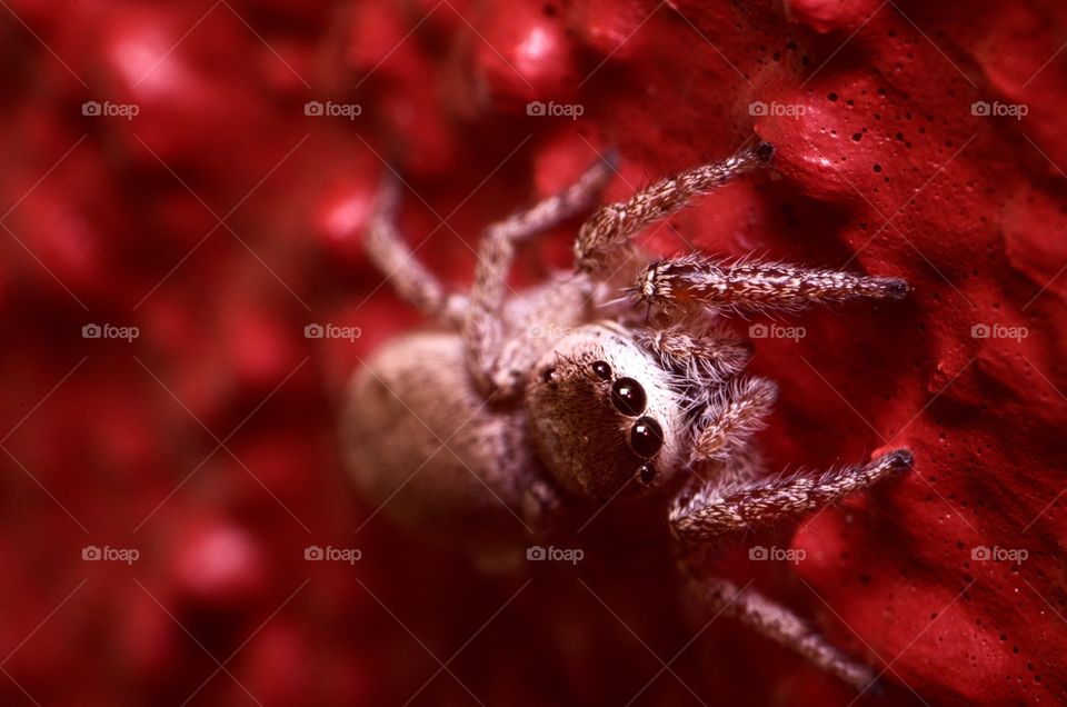 Macro photo of a jumping spider in my backyard.