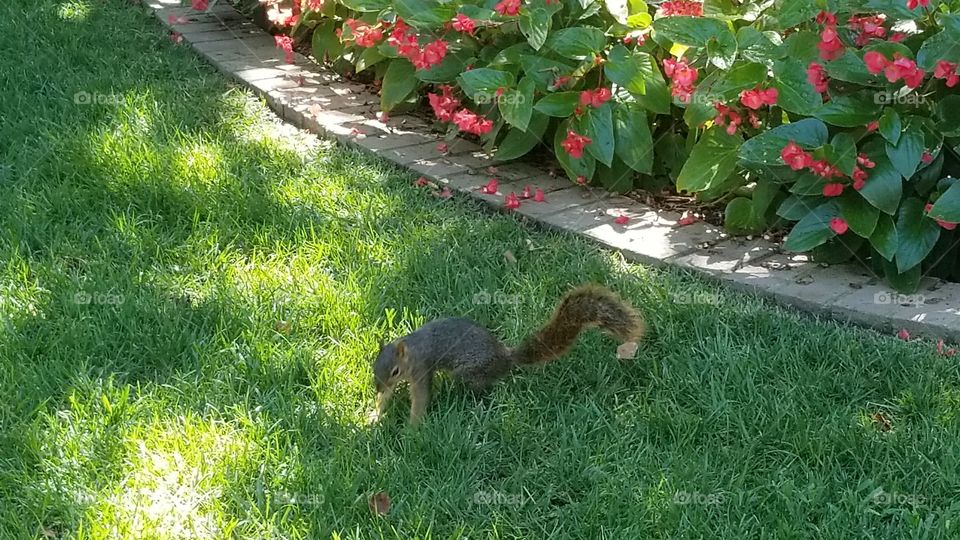Squirrel